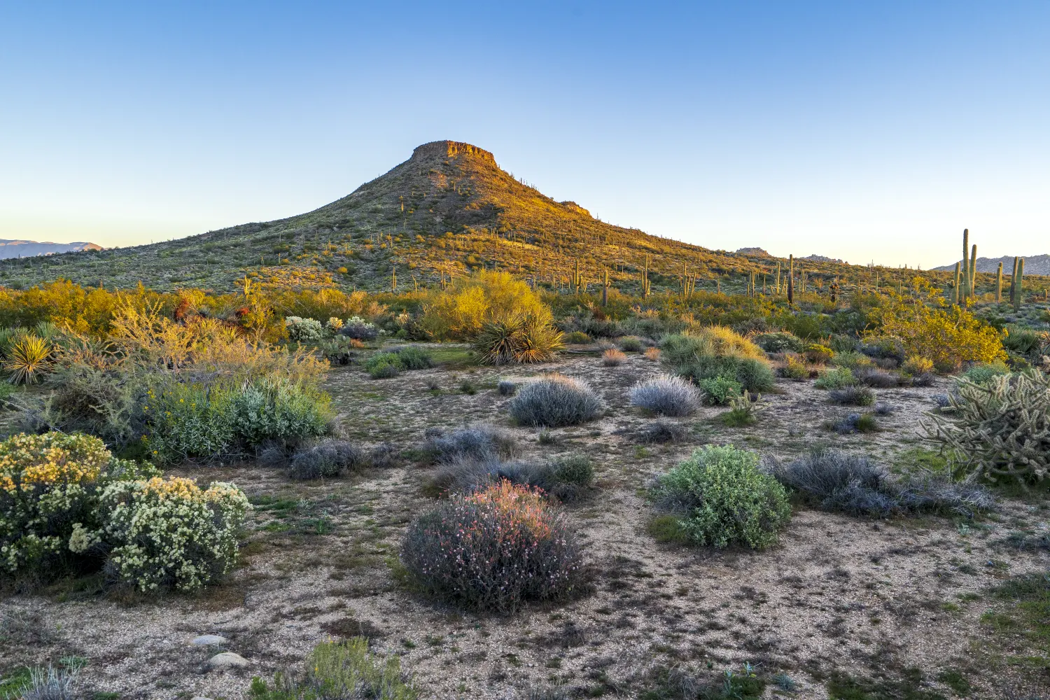 Tempe