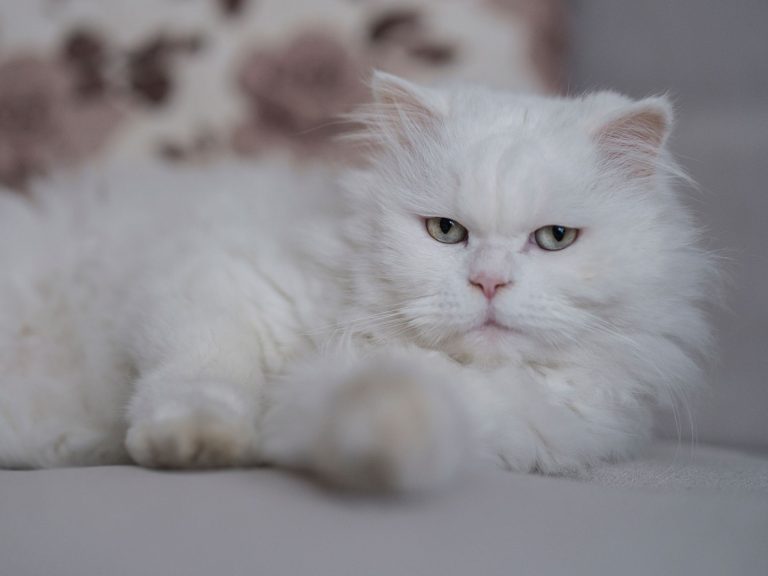 Persian Cleaner Near Me: Top Benefits for Iranian Homes